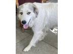 Adopt Gracie a Anatolian Shepherd / Great Pyrenees dog in Boonville
