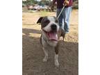 Adopt DOROTHY a Brindle - with White Pit Bull Terrier / Mixed dog in Ventura