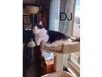 Adopt D.J. a Black & White or Tuxedo Domestic Shorthair (short coat) cat in