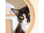Adopt Fiona a All Black Domestic Shorthair / Mixed cat in Morgan Hill
