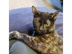 Adopt Kiaya a Tortoiseshell Domestic Shorthair (short coat) cat in Dallas