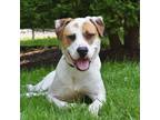 Adopt Duke a White - with Tan, Yellow or Fawn Labrador Retriever / Mixed dog in