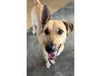 Adopt Paula Deen a Husky / Shepherd (Unknown Type) / Mixed dog in Fulton