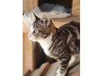 Adopt Niko a American Shorthair / Mixed (short coat) cat in WAYNESVILLE