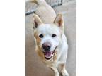 Adopt Duke 2 a Husky / Labrador Retriever / Mixed dog in Jackson, MS (37322900)