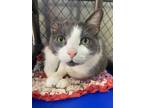 Adopt Tully a Domestic Shorthair / Mixed (short coat) cat in Lagrange