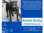 Adopt Gunnar a American Pit Bull Terrier / Mixed dog in Kendallville