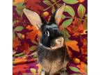 Adopt Rotty a Chocolate Harlequin (short coat) rabbit in Williston