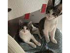 Adopt ANDRINA a Domestic Shorthair (short coat) cat in Calimesa, CA (37555848)