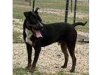 Adopt Arlo a Black Pit Bull Terrier dog in Opelousas, LA (37327106)