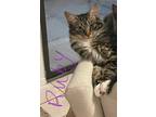 Adopt Ruby a Domestic Mediumhair / Mixed cat in Oakdale, CA (37223688)
