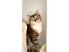 Adopt Fudgy a Spotted Tabby/Leopard Spotted American Shorthair / Mixed cat in