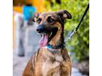 Adopt Chica a German Shepherd Dog / Anatolian Shepherd / Mixed dog in Seattle