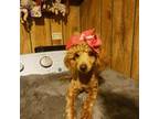 Poodle (Toy) Puppy for sale in Clyde, TX, USA