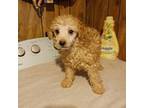 Poodle (Toy) Puppy for sale in Clyde, TX, USA