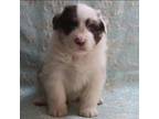 Australian Shepherd Puppy for sale in Kearny, AZ, USA