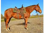 Registered Quarter Horse Gelding