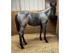 Gorgeous Blue Roan Stud Colt!