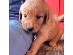 Golden Retriever Puppy for sale in Hammond, LA, USA