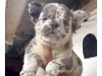 French Bulldog PUPPY FOR SALE ADN-709453 - ADORABLE BLUE AND TAN GIRL AVAILABLE