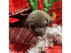Cane Corso Puppy for sale in Warner Robins, GA, USA