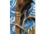Vintage Altonium Euphonium JW York & Sons Marching Band Brass Alto Horn AS