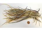 100 WHITING METZ ROOSTER SADDLE HACKLE FLY TYING FEATHERS ASST GRIZZLY etc Lot