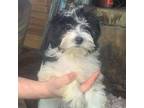 Shih-Poo Puppy for sale in Ringling, OK, USA