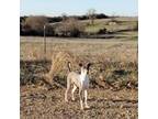 Italian Greyhound Puppy for sale in Oketo, KS, USA