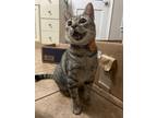 Adopt Boheme a Domestic Shorthair / Mixed (short coat) cat in New Orleans