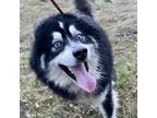 Adopt FORREST a Black Alaskan Malamute / Mixed dog in Pt.