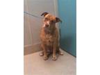 Adopt MADDIE a Brindle - with White American Pit Bull Terrier / Mixed dog in Las