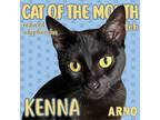 Adopt Kenna a Domestic Shorthair / Mixed (short coat) cat in New Orleans