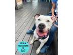 Adopt Koji a White American Pit Bull Terrier / Mixed dog in Philadelphia