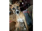 Adopt Carrie **Foster Home** a Boxer / Blue Heeler dog in Littleton
