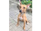 Adopt Huey a Tan/Yellow/Fawn - with White Terrier (Unknown Type