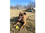Adopt Bailey a Mixed Breed (Medium) / Mixed dog in Hyde Park, NY (36942595)