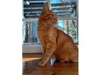 Adopt Tyger a Orange or Red Domestic Shorthair cat in Dayton, OH (37511908)