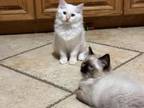 2 Male Ragdoll