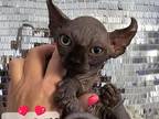 SOLD Black Sphynx Elf Girl Coco