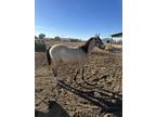 Flashy Buckskin Stud Colt