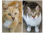 Adopt SPAMM a Orange or Red Domestic Shorthair / Mixed cat in West Seneca
