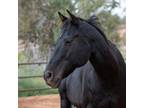 Adopt Buzz a Quarterhorse / Mixed horse in Kanab, UT (30156908)