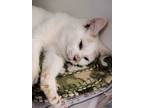 Adopt Dorothy a White Domestic Shorthair / Domestic Shorthair / Mixed cat in