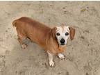 Adopt Ryder a Red/Golden/Orange/Chestnut Dachshund dog in Bonifay, FL (37393240)