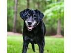 Adopt Flossie a Black - with White Labrador Retriever / Mixed dog in Charlotte