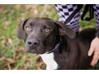 Adopt Tarzan a Black - with White Terrier (Unknown Type, Medium) / Mixed dog in