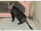 Adopt Harvey a Brown or Chocolate Domestic Shorthair / Domestic Shorthair /