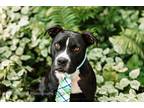 Adopt Bowie a Black - with White American Pit Bull Terrier / Mixed dog in