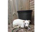Adopt Maggie a White Mixed Breed (Medium) / Mixed dog in Matteson, IL (37580090)